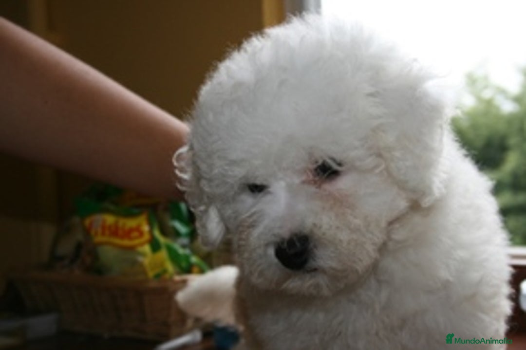 Bichón Frisé perros en venta: Bichon Frise - Imagen 3