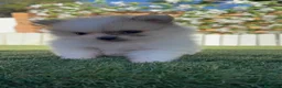 Pomerania perros en venta: POMERANIA - Anuncio 15