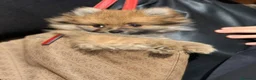 Pomerania perros en venta: Cachorros Pomerania 600€ ¡PRECIO REAL! En Valencia - Anuncio 2