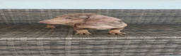 Teckel Miniatura perros en venta: Teckel Mini macho Merle chocolate  - Anuncio 15