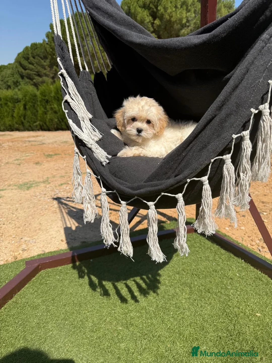 Maltipoo perros en venta: Maltipoo Hembra Toy !!! - Anuncio 2