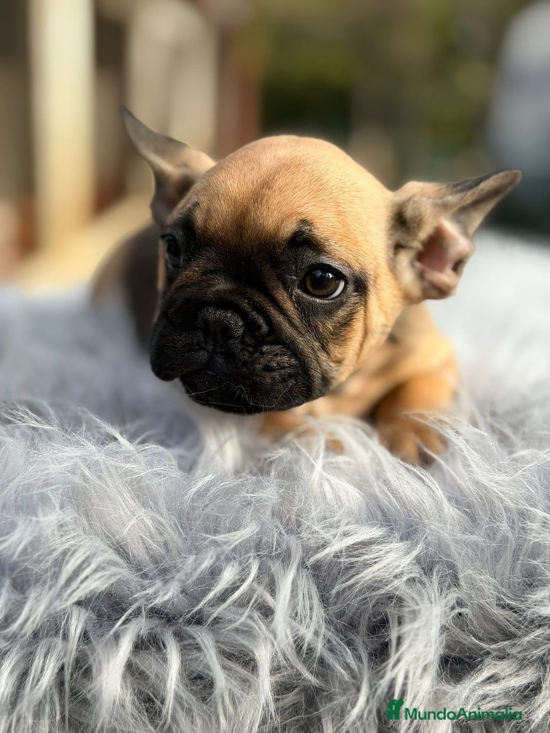 Bulldog Francés perros en venta: Bulldog francés fawn - Anuncio 4