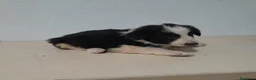 Border Collie perros en venta: BORDER COLLIE - Anuncio 34