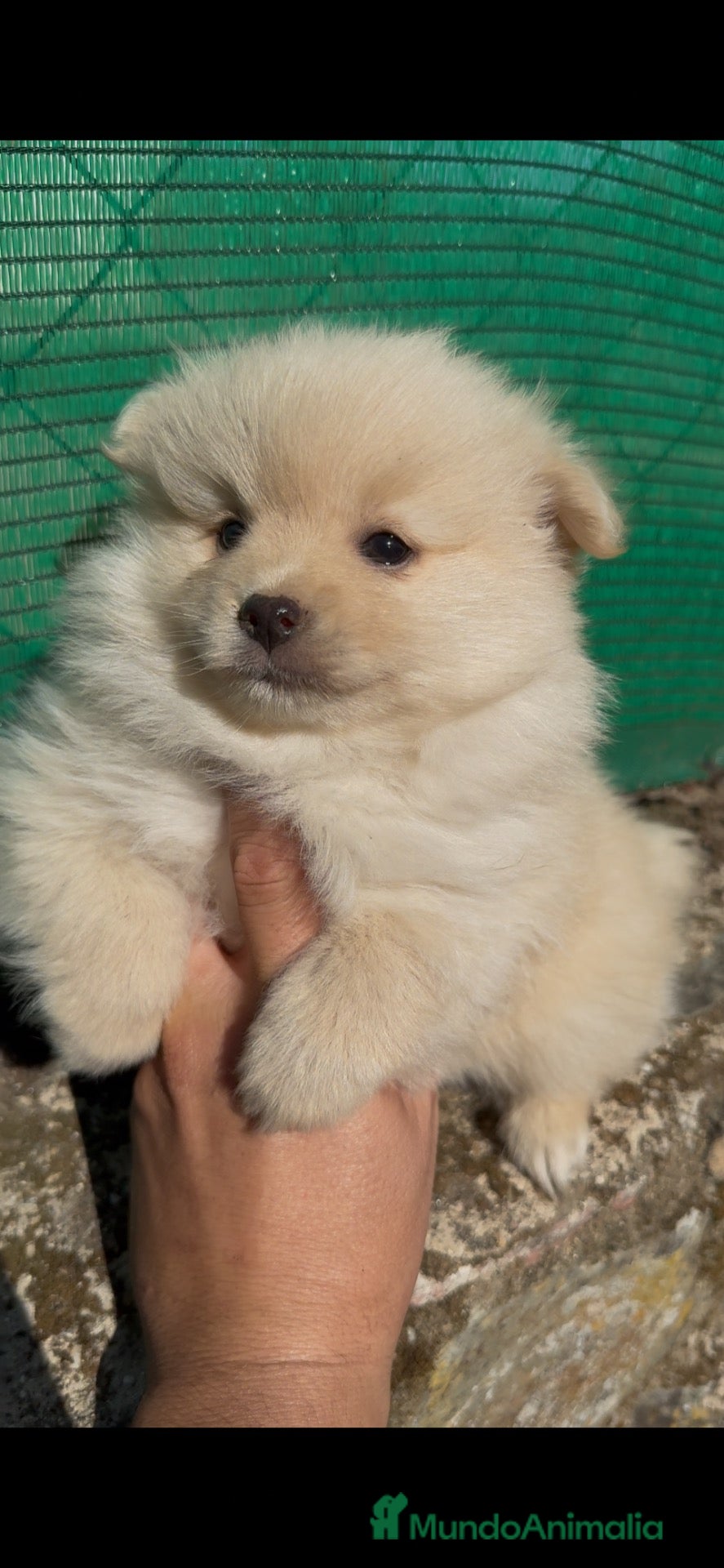 Pomerania perros Pomerania - Anuncio 2