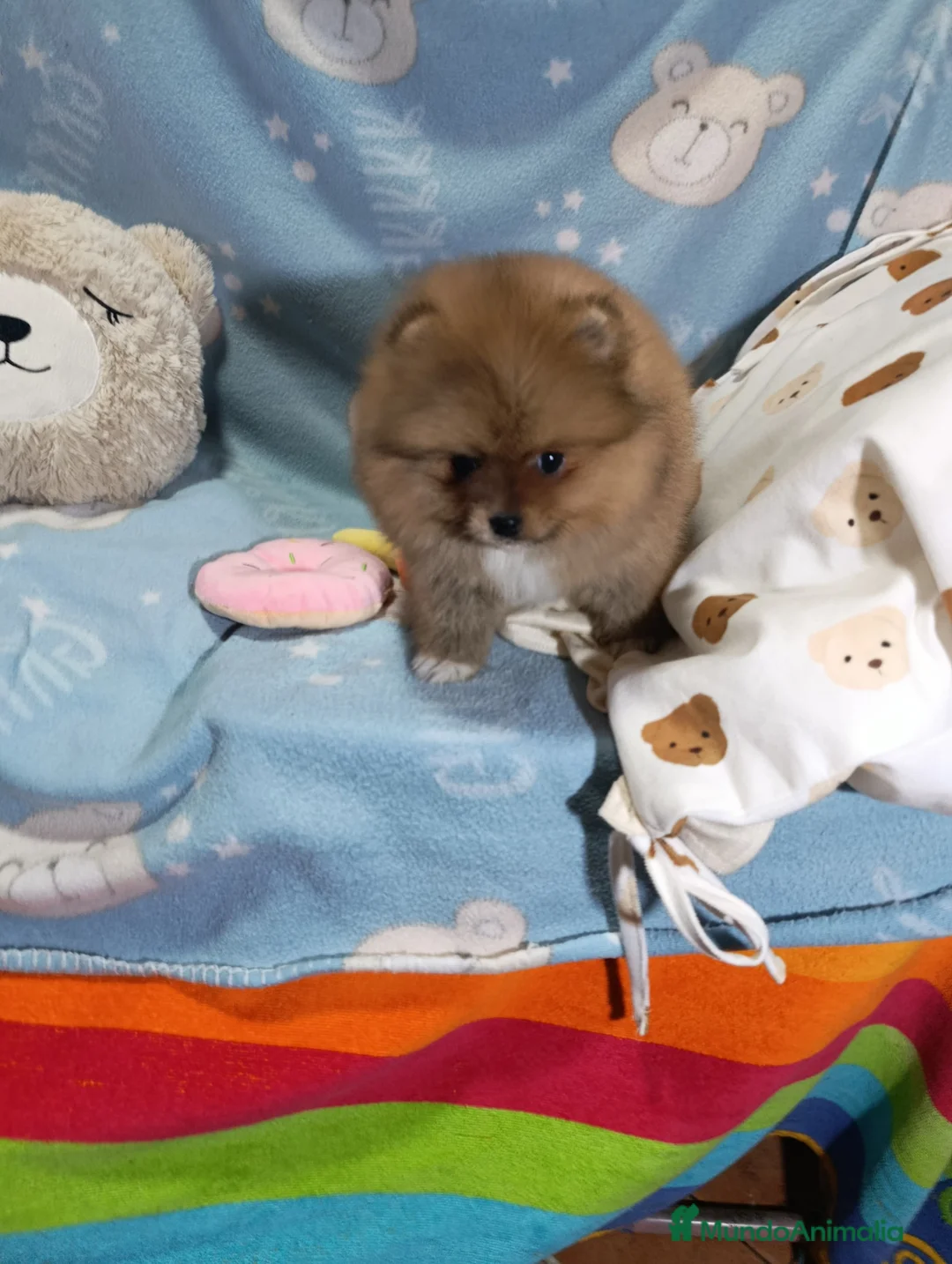 Pomerania perros en venta: ‼️POMERANIAS AMERICANOS TAMAÑO TOY  - Anuncio 4