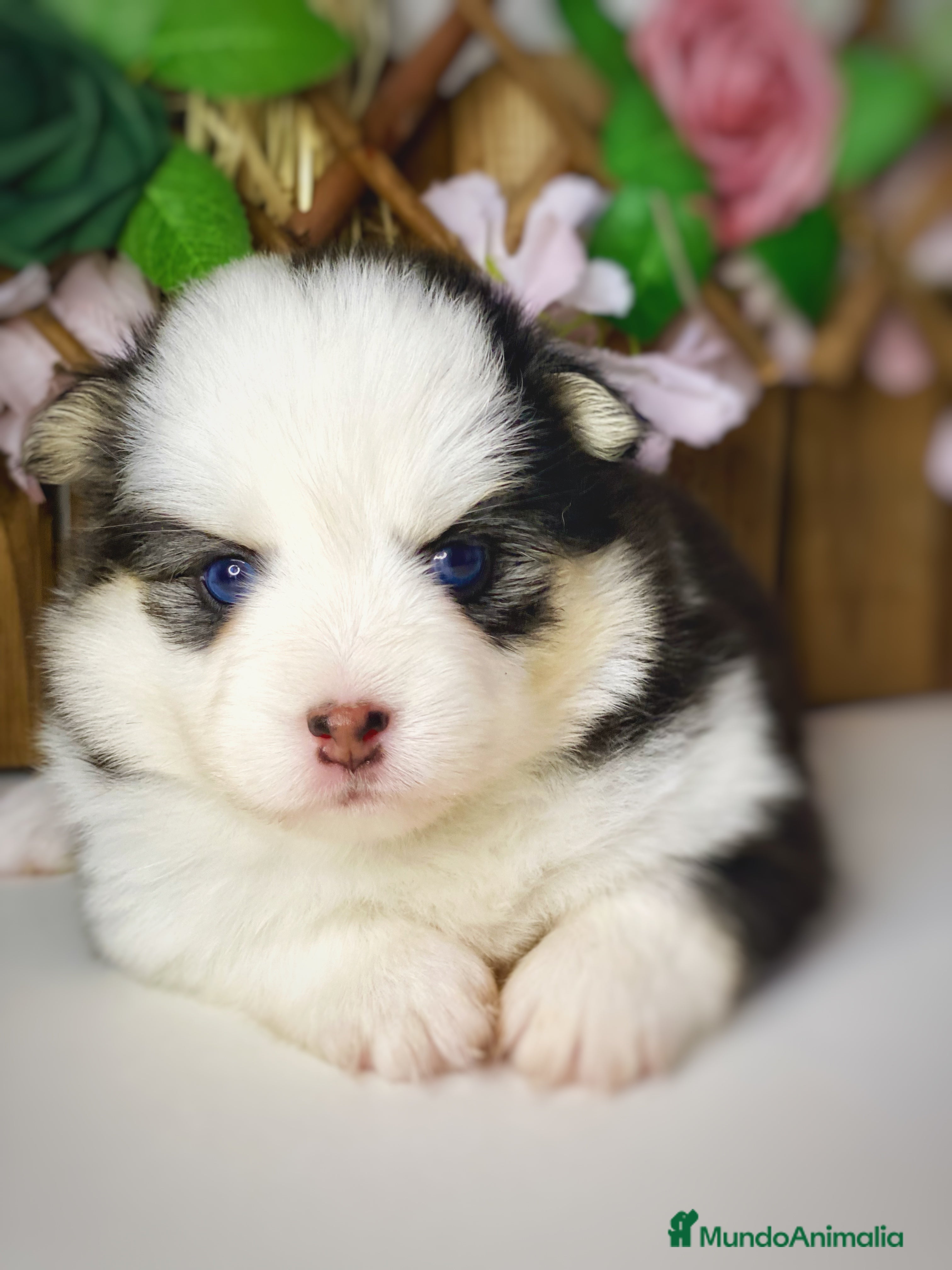 Pomsky perros Cachorro Pomsky (husky miniatura) - Anuncio 38