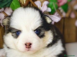 Pomsky perros - Anuncio 1