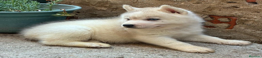 Husky Siberiano Cachorro 2