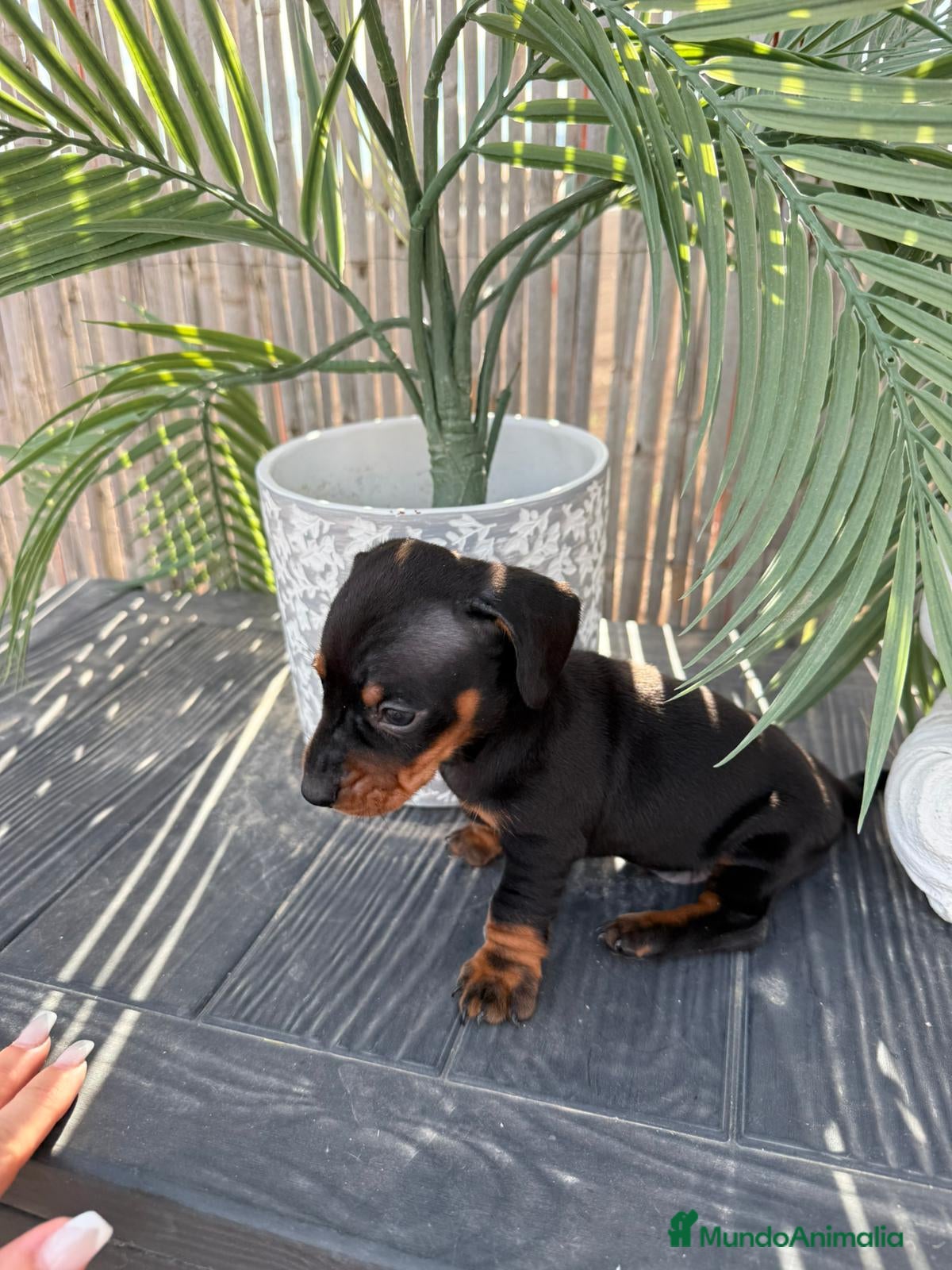 Teckel Miniatura perros Teckel Miniatura  - Anuncio 33