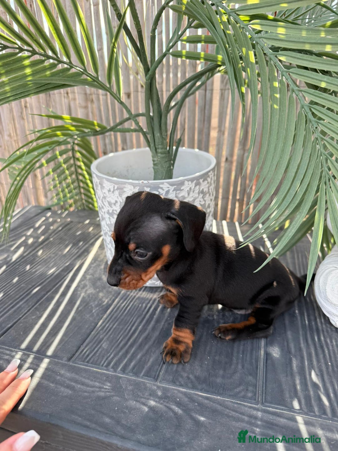 Teckel Miniatura perros en venta: Teckel Miniatura  - Anuncio 1