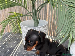 Teckel Miniatura perros Teckel Miniatura - Anuncio 17