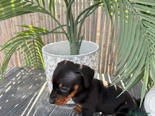 Teckel Miniatura perros Teckel Miniatura - Anuncio 14