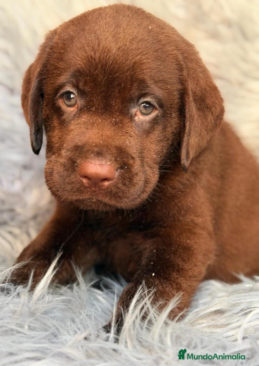 Labrador Retriever perros Labrador chocolate diaponible💙🐾 - Anuncio 2
