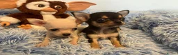 Chihuahua perros en venta: Chihuahuas minis - Anuncio 1