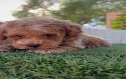 Caniche Toy perros en venta: CANICHE TOY MACHO - Imagen 12