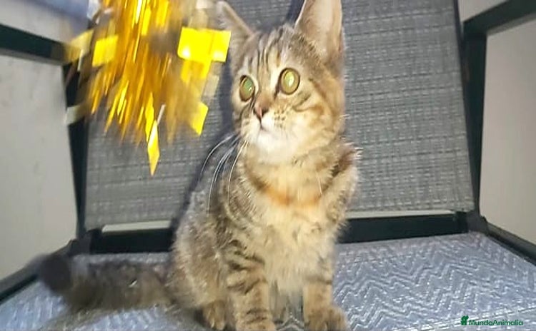 Británico de Pelo Corto gatos - Anuncio 5