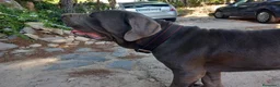 Cane Corso perros en venta: Dogo Mastin Napolitano Cachorro Blue. - Anuncio 1