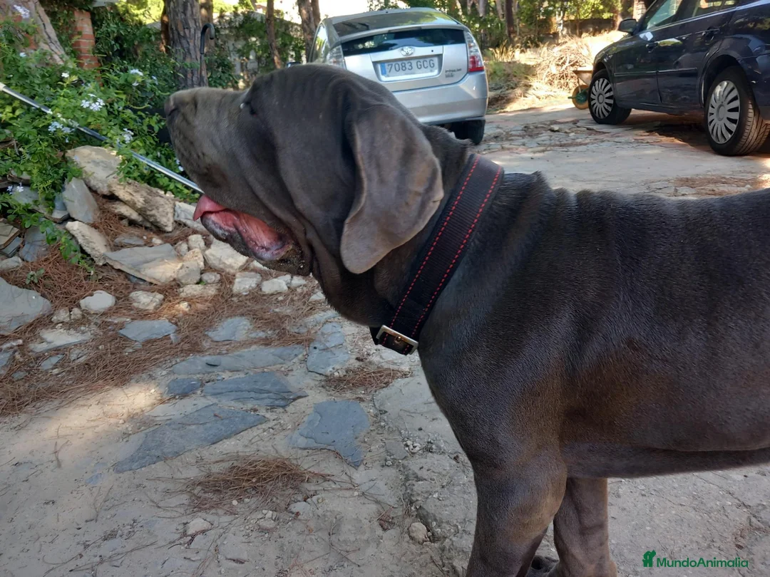 Cane Corso perros en venta: Dogo Mastin Napolitano Cachorro Blue. - Anuncio 1