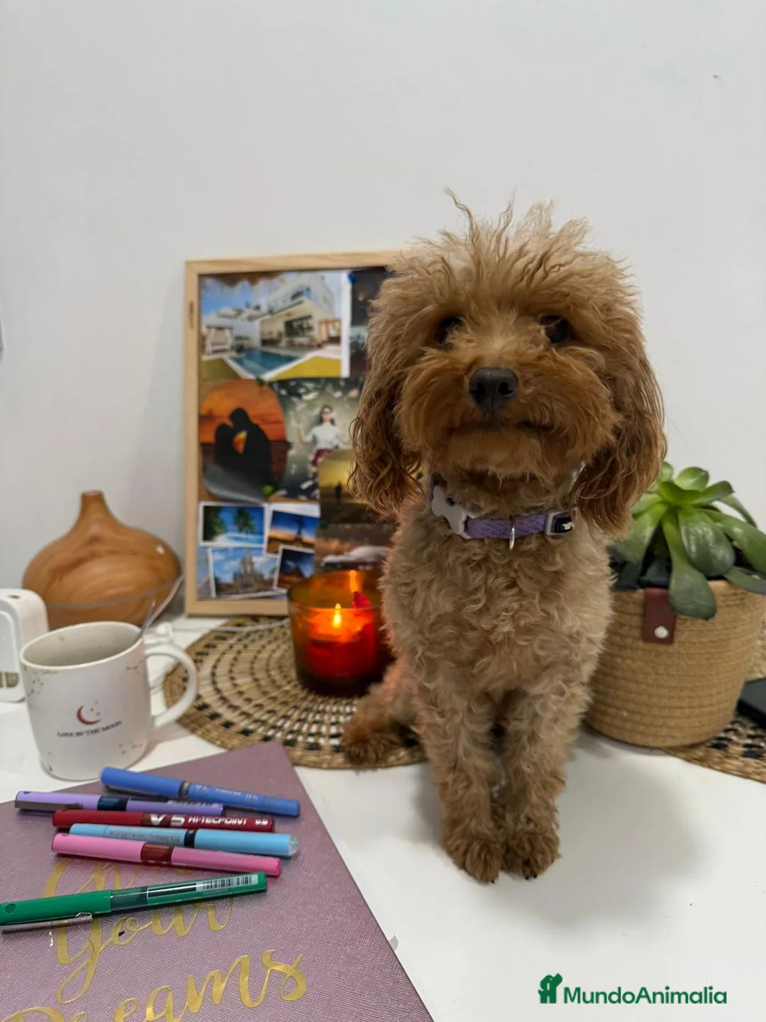 Caniche Toy perros en venta: Caniche tacita de te - Anuncio 4