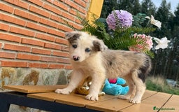 Border Collie perros en venta: Preciosos border collie - Anuncio 2