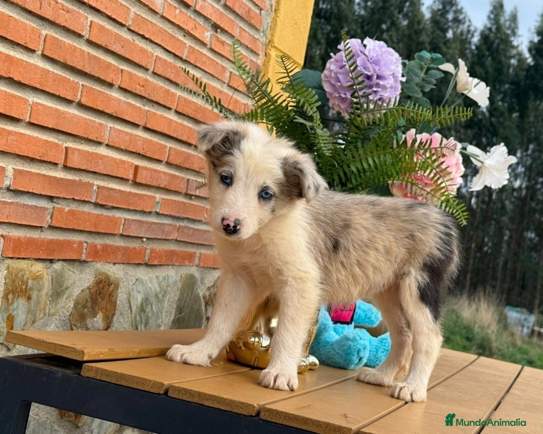 Border Collie perros en venta: Preciosos border collie - Anuncio 2