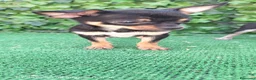Chihuahua perros en venta: Chihuahua  - Anuncio 2