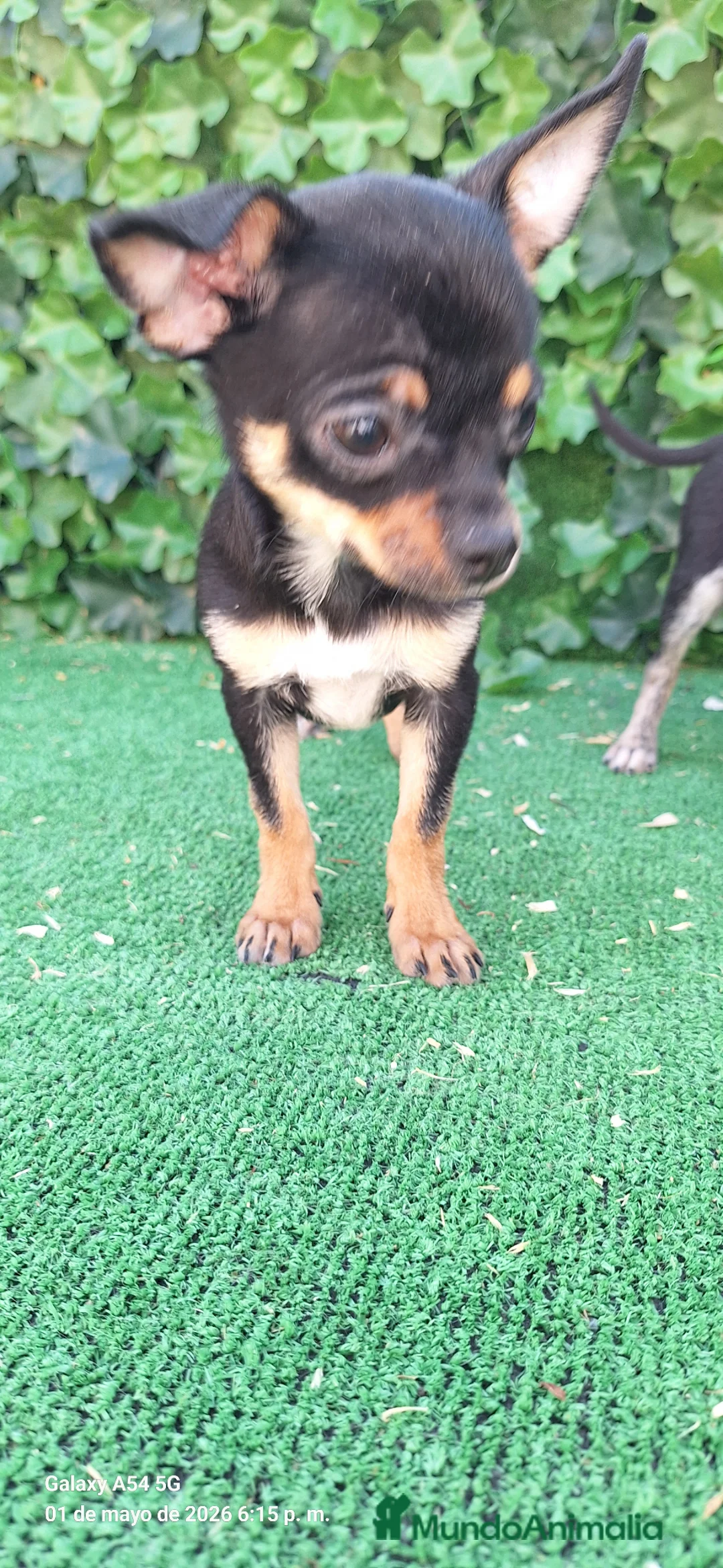 Chihuahua perros en venta: Chihuahua  - Anuncio 2