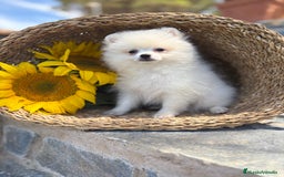 Pomerania perros en venta: Pomerania hembra lista para entregar  - Imagen 7