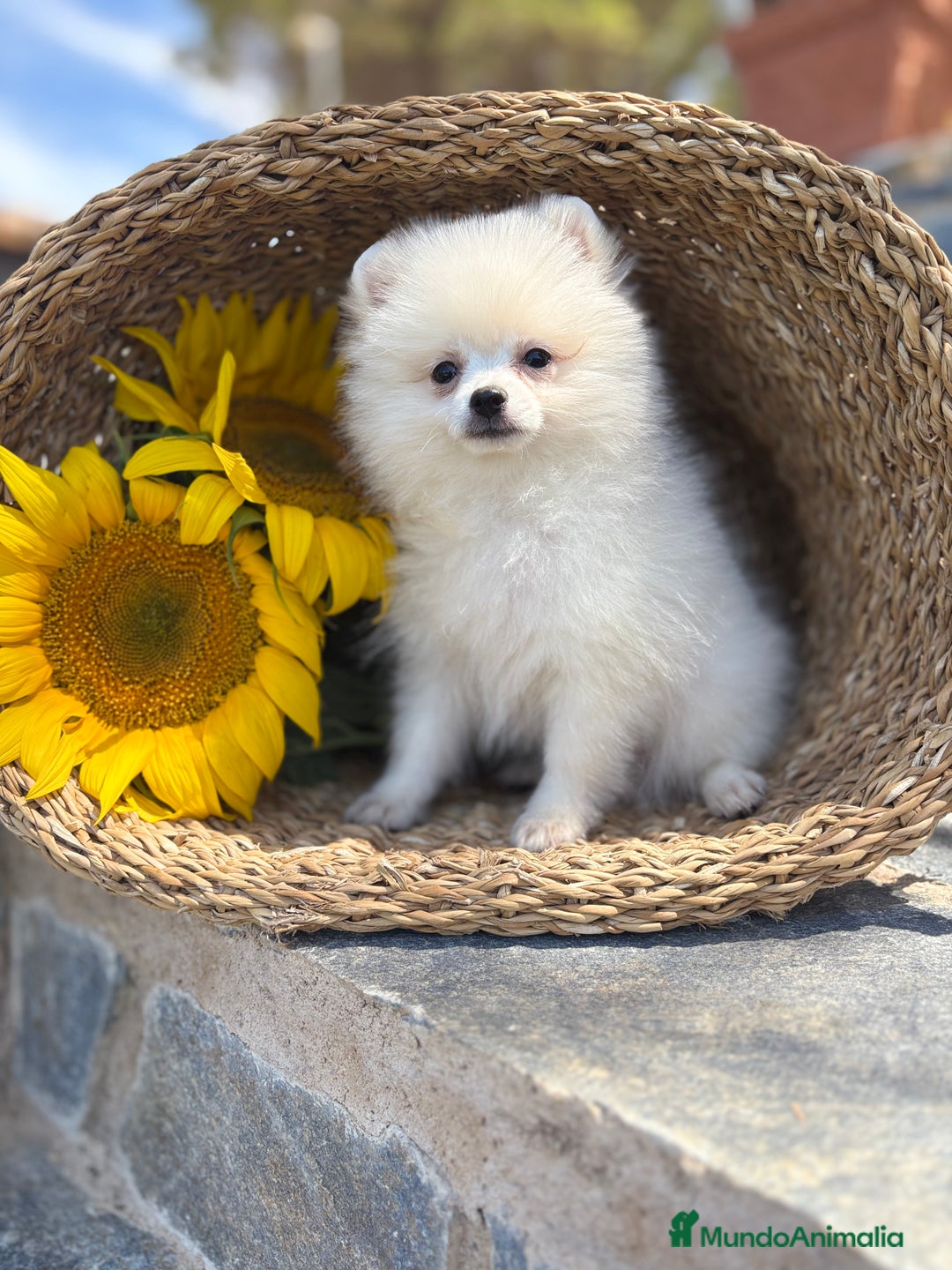 Pomerania perros en venta: Pomerania hembra lista para entregar  - Imagen 7