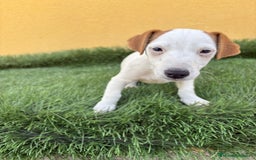 Jack Russell Terrier perros en venta: Hembra de Jack Russell  - Imagen 18