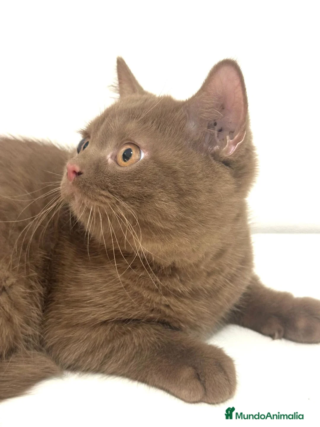 Británico de Pelo Corto gatos en venta: Macho british cinnamon - Anuncio 6