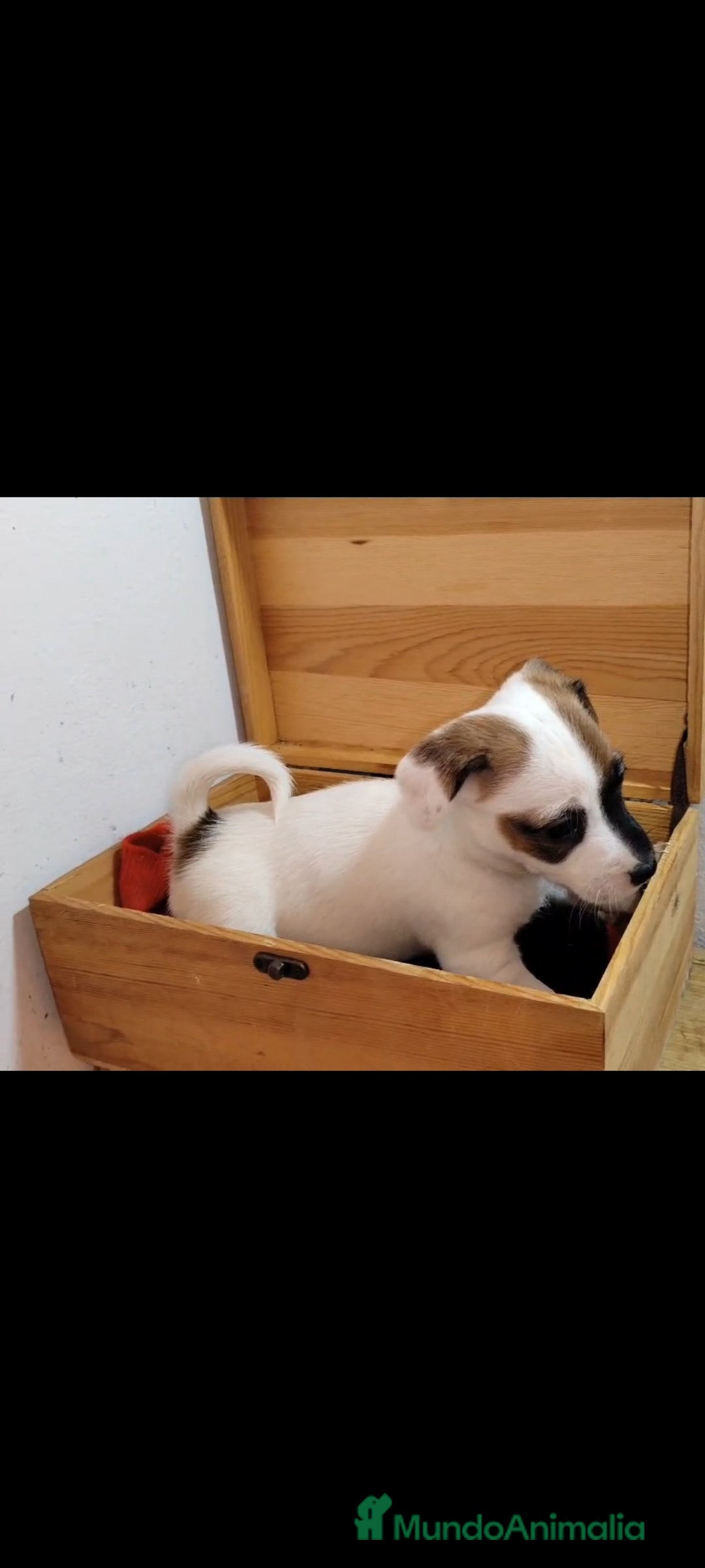 Jack Russell Terrier perros en venta: Jack Russell  - Anuncio 7