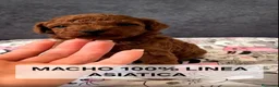 Caniche Toy perros en venta: Espectaculares Caniches Toy  en Lugo - Anuncio 3