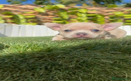 Chihuahua perros en venta: CHIHUAHUA HEMBRA - Anuncio 8