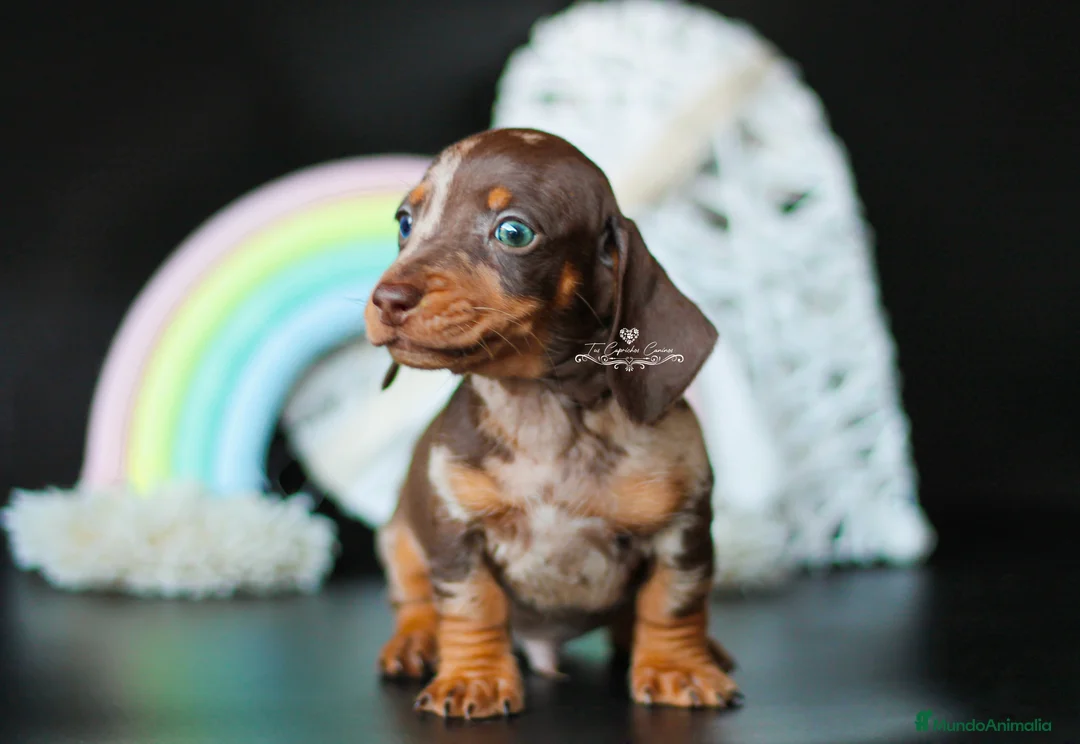 Teckel perros en venta: Teckel arlequín chocolate en Cantabria - Anuncio 2