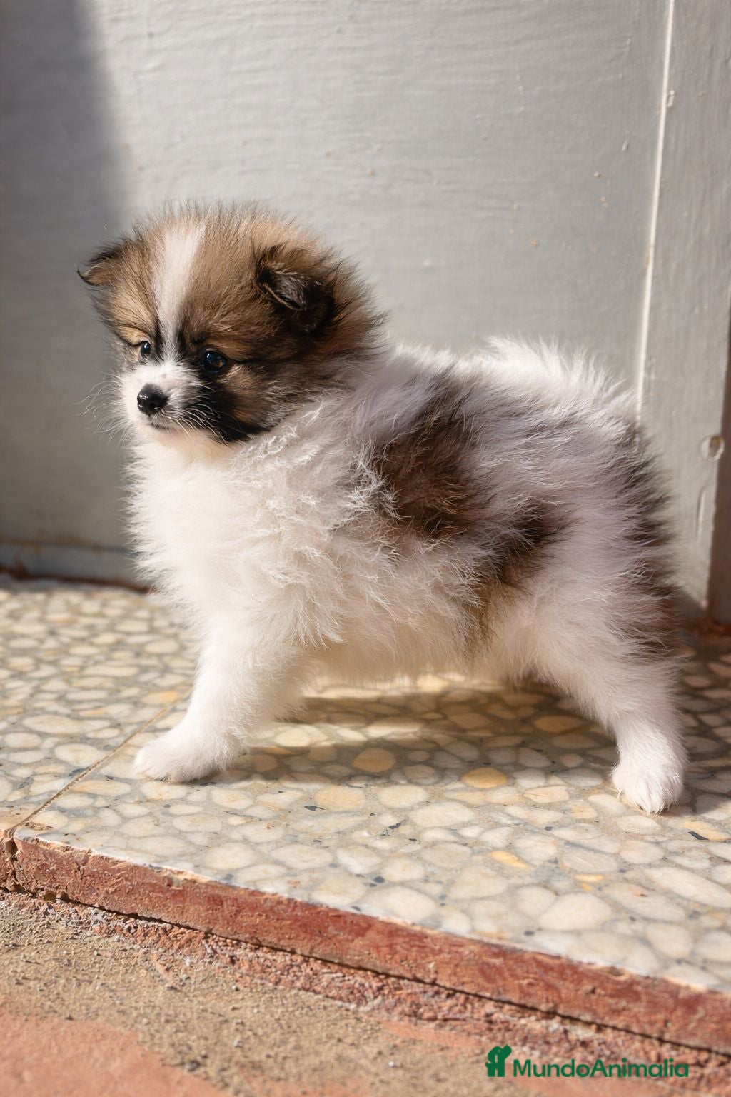 Pomerania perros Pomerania macho mini peludo - Anuncio 1