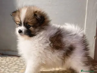 Pomerania perros Pomerania macho mini peludo - Anuncio 1