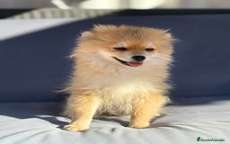 Pomerania perros en venta: Lulu pomerania toy - Imagen 7
