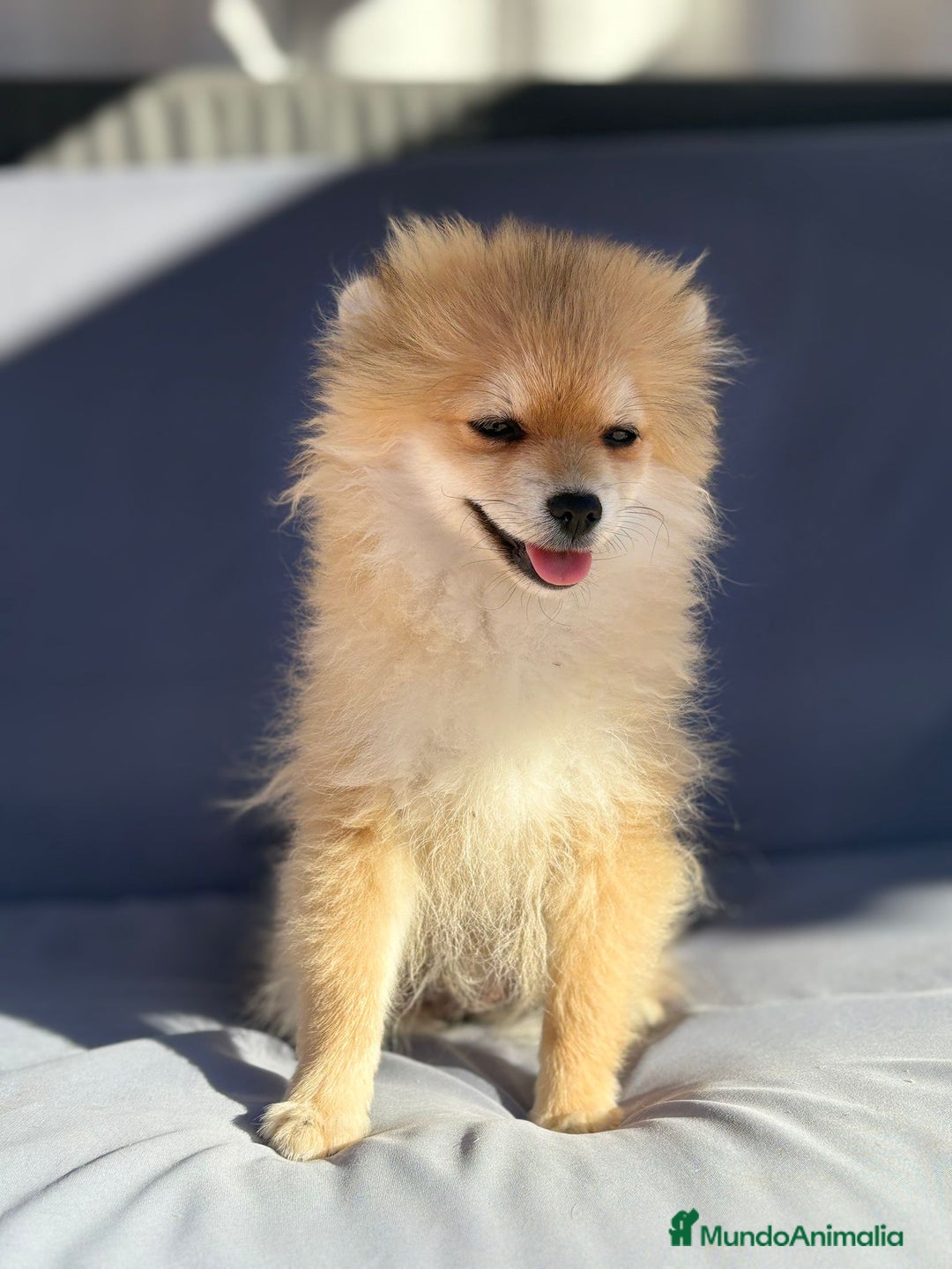 Pomerania perros en venta: Lulu pomerania toy - Imagen 7