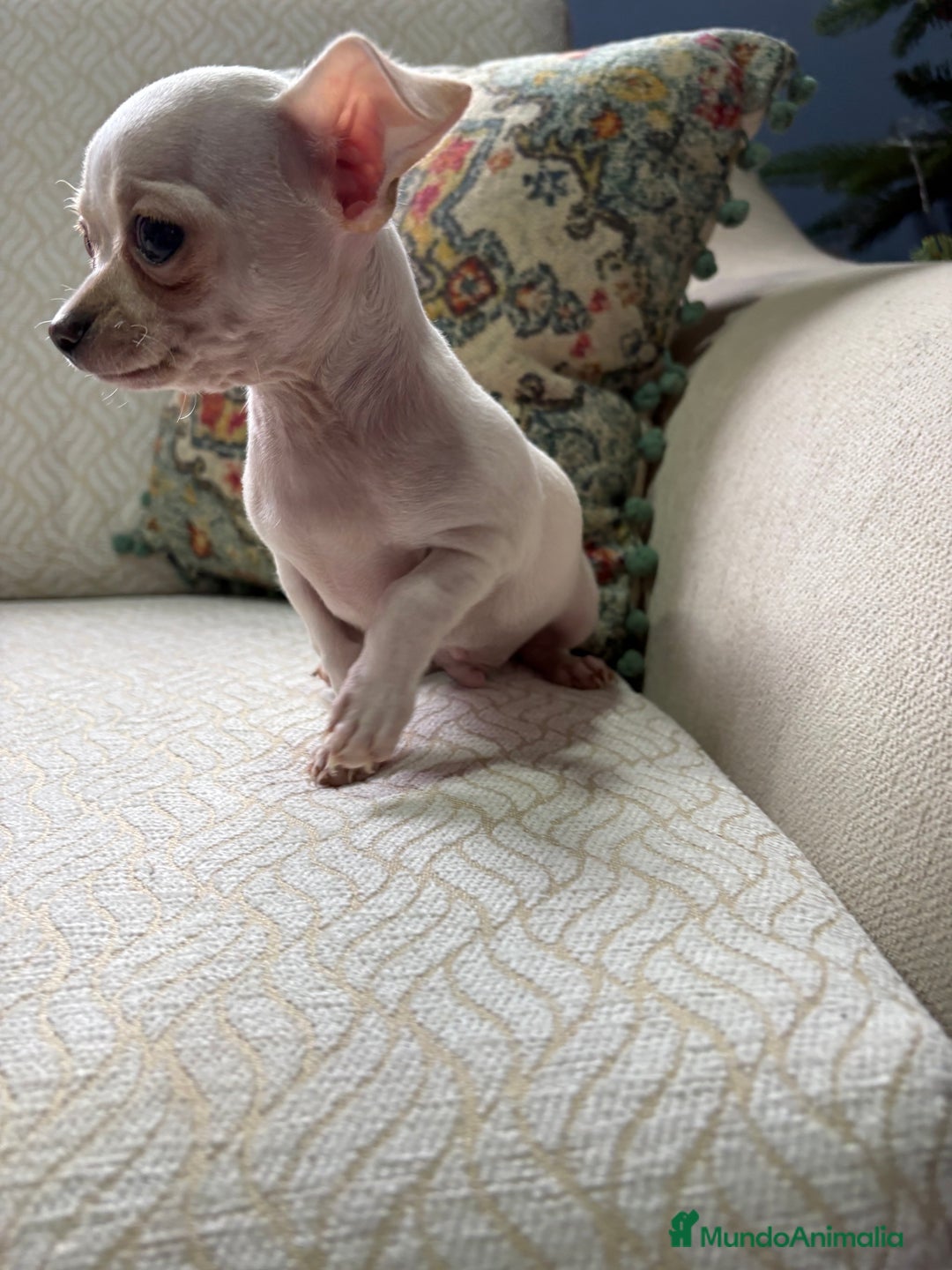Chihuahua perros en venta: Chihuahua Toy macho blanco  - Anuncio 10