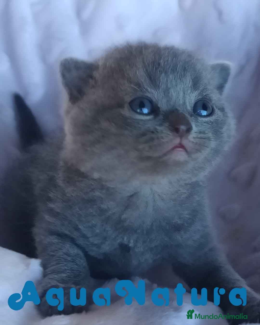 Británico de Pelo Corto Azul gatos British Shorthair Macho 3 AQUANATURA en Barcelona - Anuncio 3