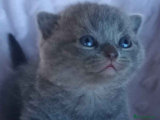 Británico de Pelo Corto Azul gatos en Barcelona - Anuncio 6