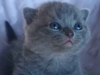 Británico de Pelo Corto Azul gatos British Shorthair Macho 3 AQUANATURA en Barcelona - Anuncio 3