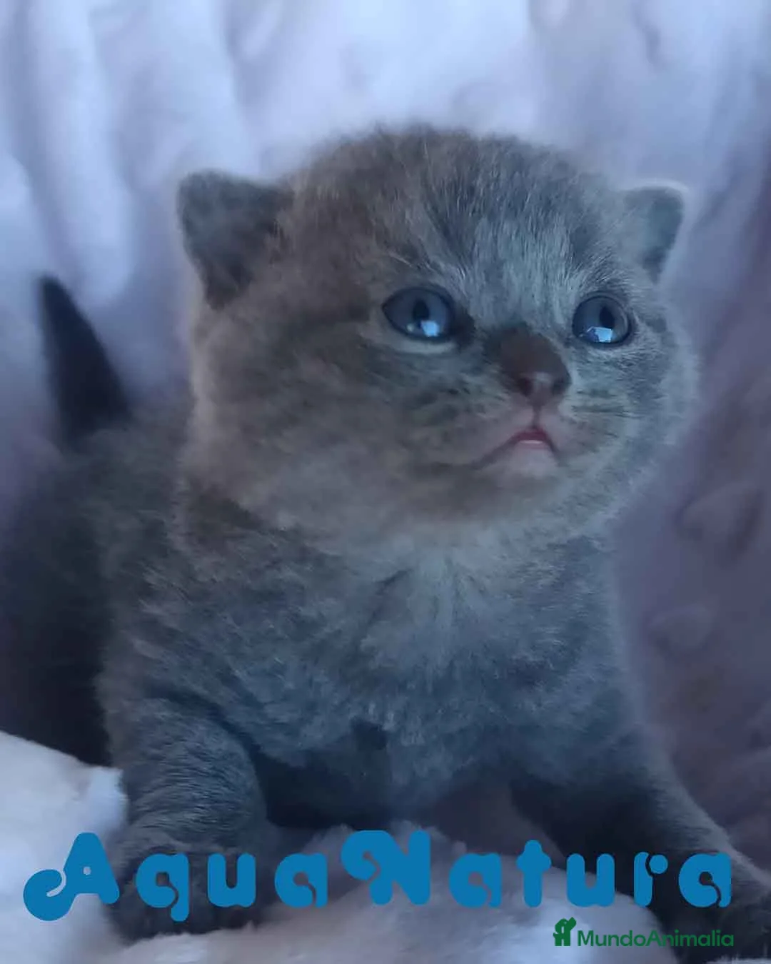Británico de Pelo Corto Azul gatos en venta: British Shorthair Macho 3 AQUANATURA en Barcelona - Anuncio 1