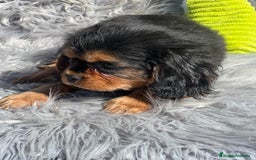 Cavalier King Charles Spaniel perros en venta: Cavalier bicolor macho  - Imagen 3
