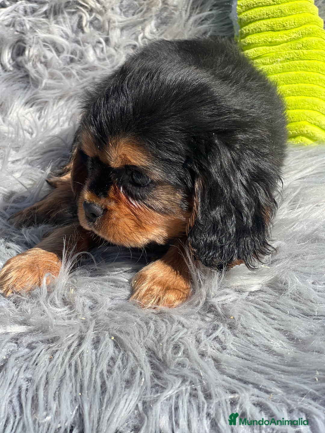 Cavalier King Charles Spaniel perros en venta: Cavalier bicolor macho  - Imagen 3