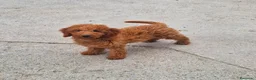Goldendoodle perros en venta: Goldendoodle - Anuncio 4