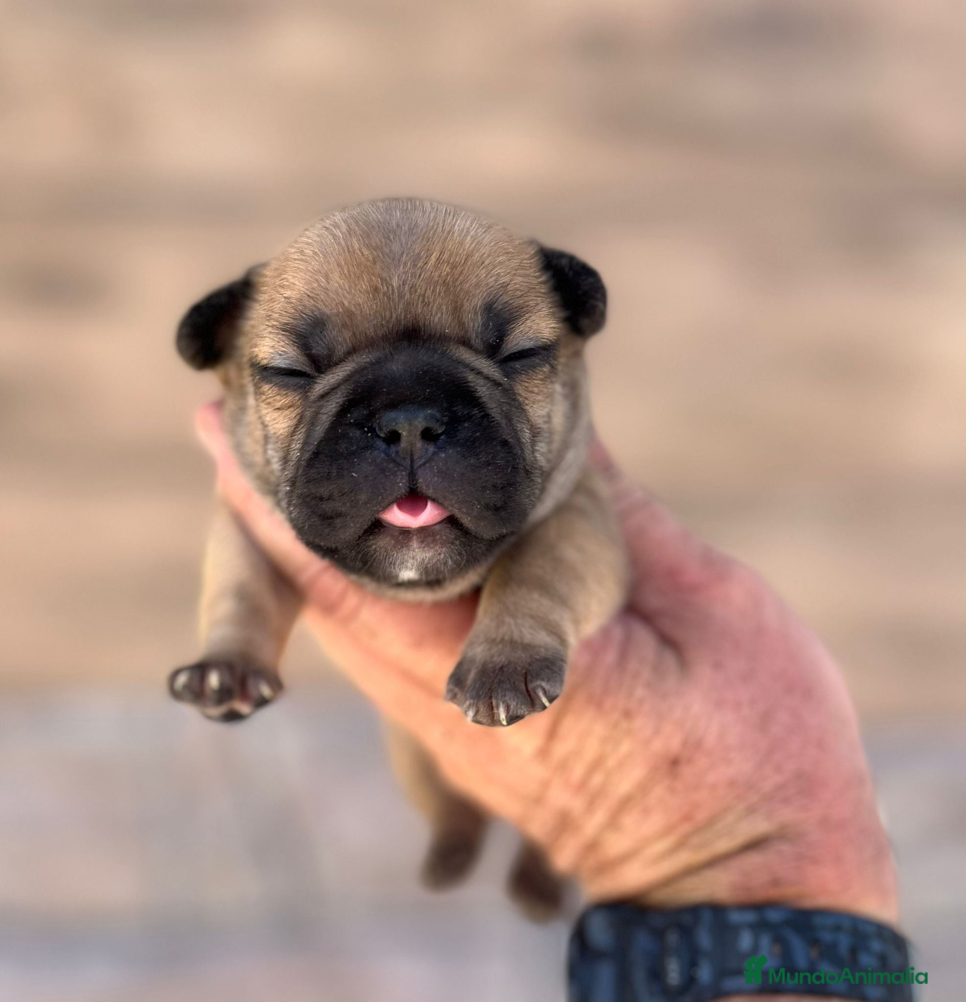 Bulldog Francés perros Bulldog francés  - Anuncio 1