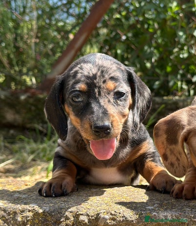 Teckel Miniatura perros - Anuncio 7