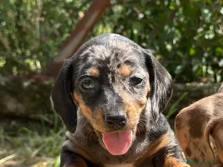 Teckel Miniatura perros EXCLUSIVAS TECKEL KANICHEN MERLES! - Anuncio 13